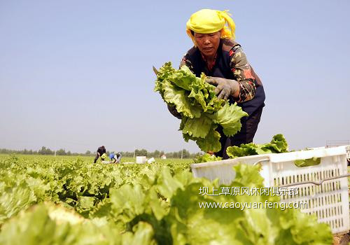 壩上錯(cuò)季蔬菜,北京及周邊夏季主要蔬菜供應(yīng)基地