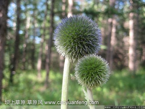 幸福的女人：7月18日豐寧壩上兩日游