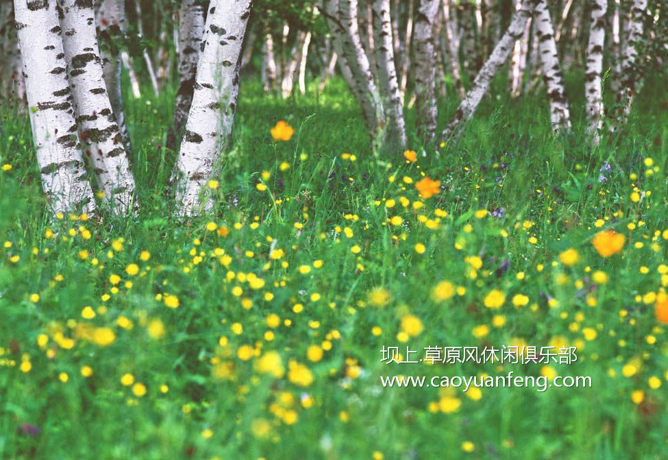 壩上風(fēng)光美景之夏季攝影暑期