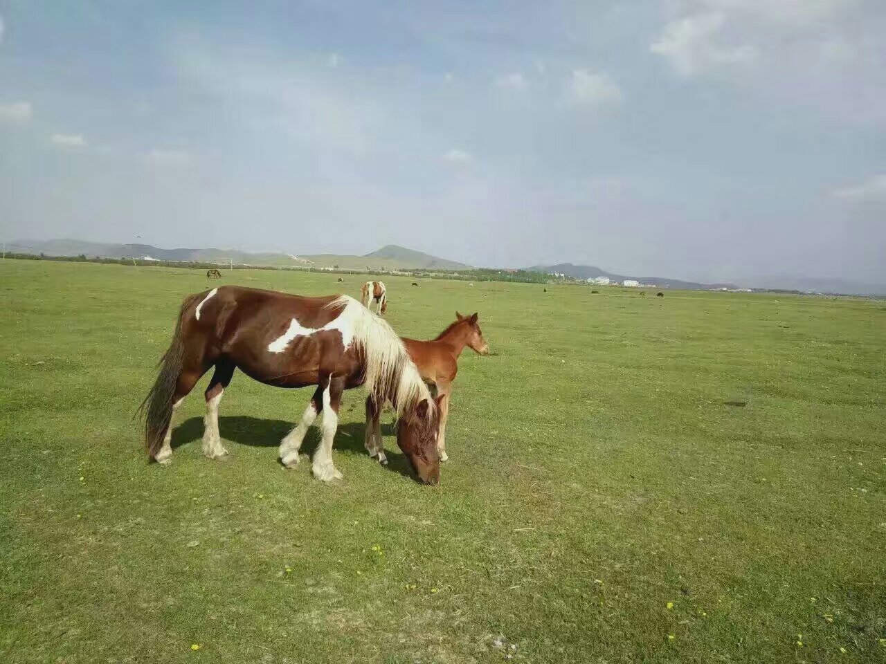 草原上剛剛出生幾天的小馬駒