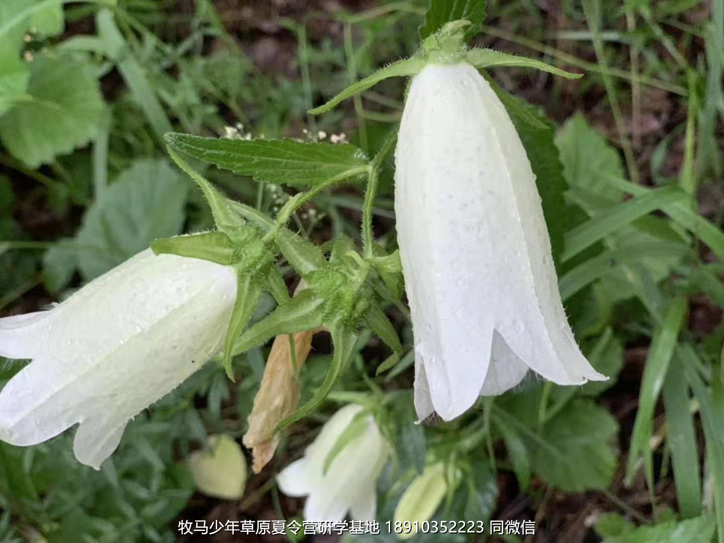星云社小小天文家草原夏令營(yíng)