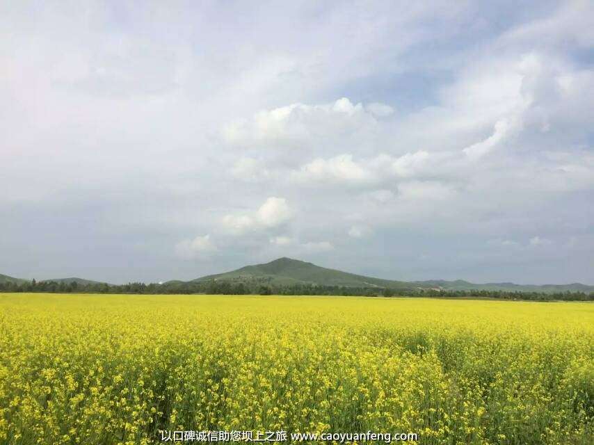 壩上草原油菜花盛開(kāi)最佳時(shí)間