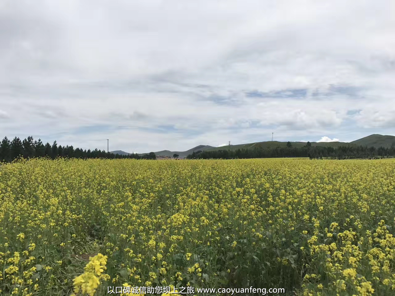 壩上草原油菜花盛開(kāi)最佳時(shí)間